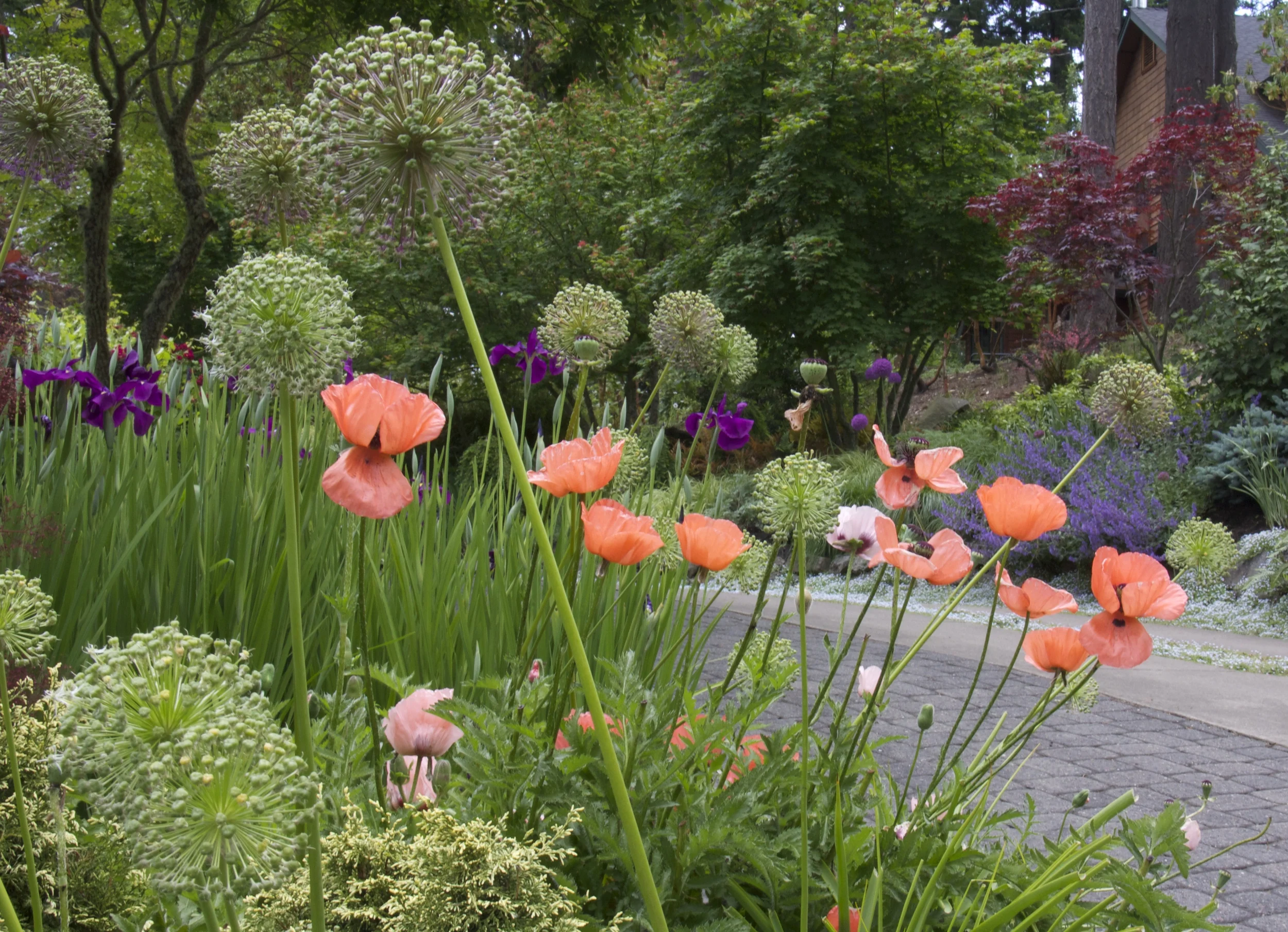 Poppies and Allium brighten the garden in spring, then quietly go dormant, allowing warm weather plants to take center stage.