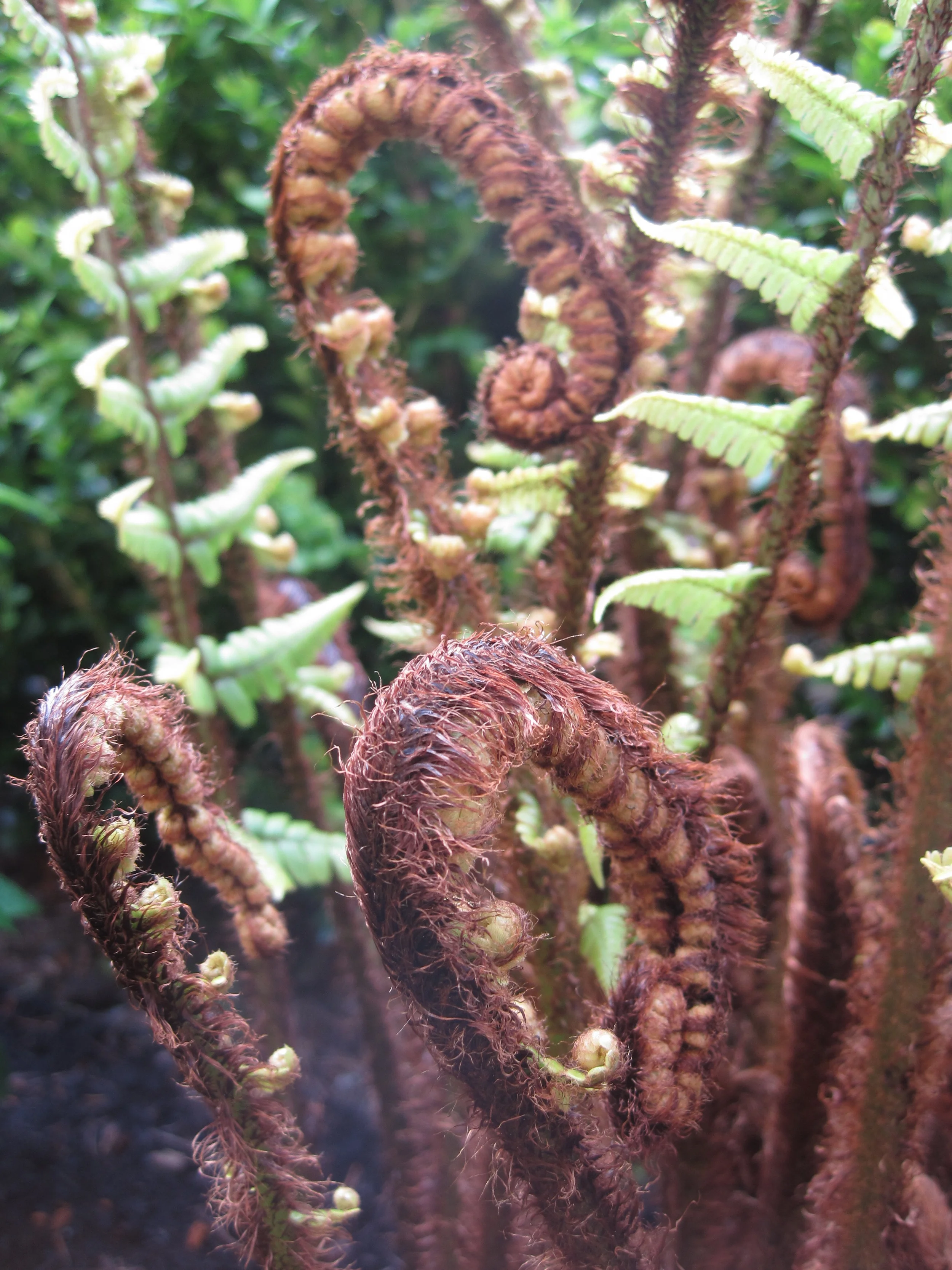 When we asked for your favorite spring plants, many of you answered "ferns!" Subtle, but dramatic. You guys have great taste.