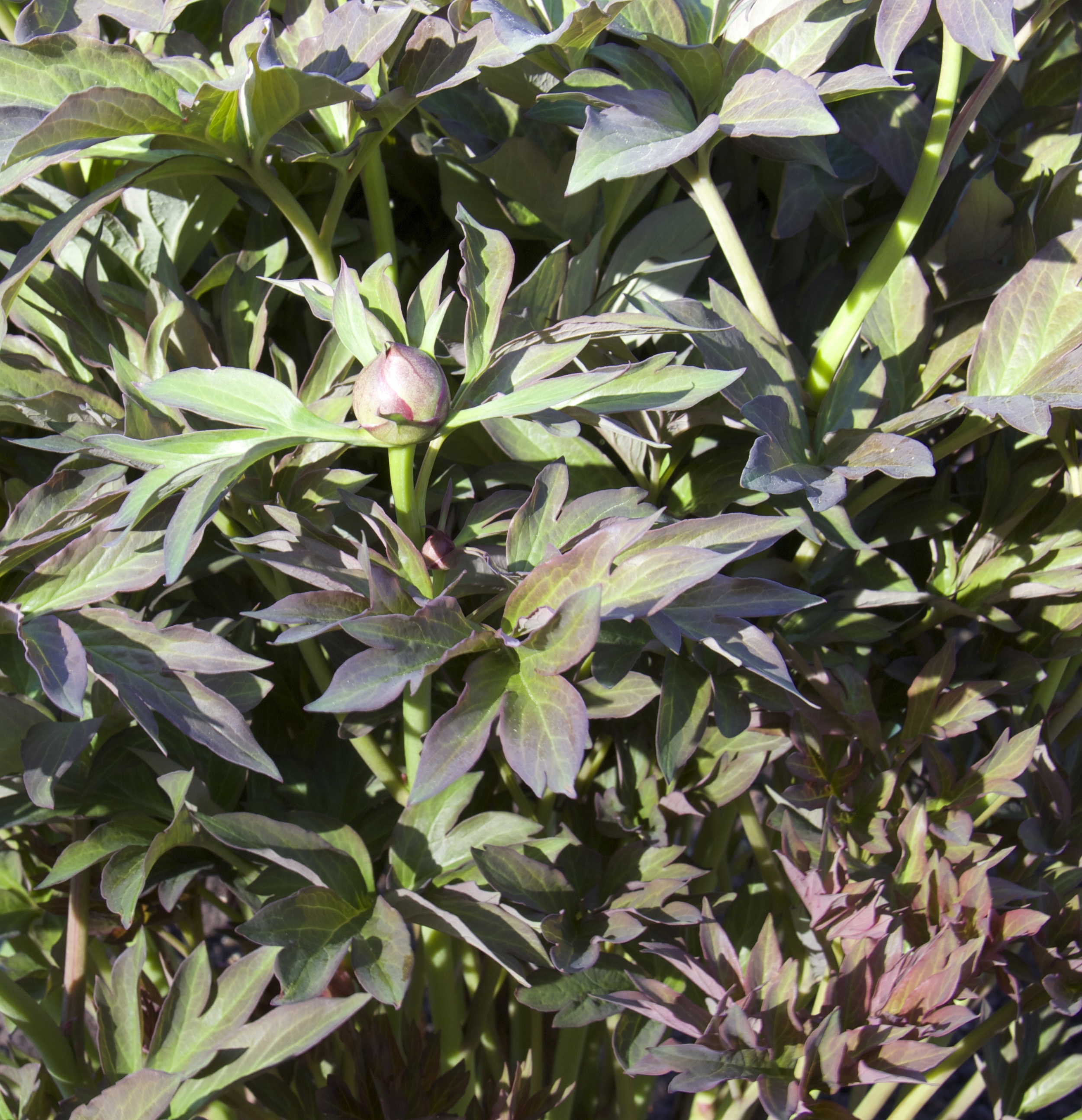 One of the 'Itoh' hybrid peonies. Gorgeous, in and out of flower, and stake free. 