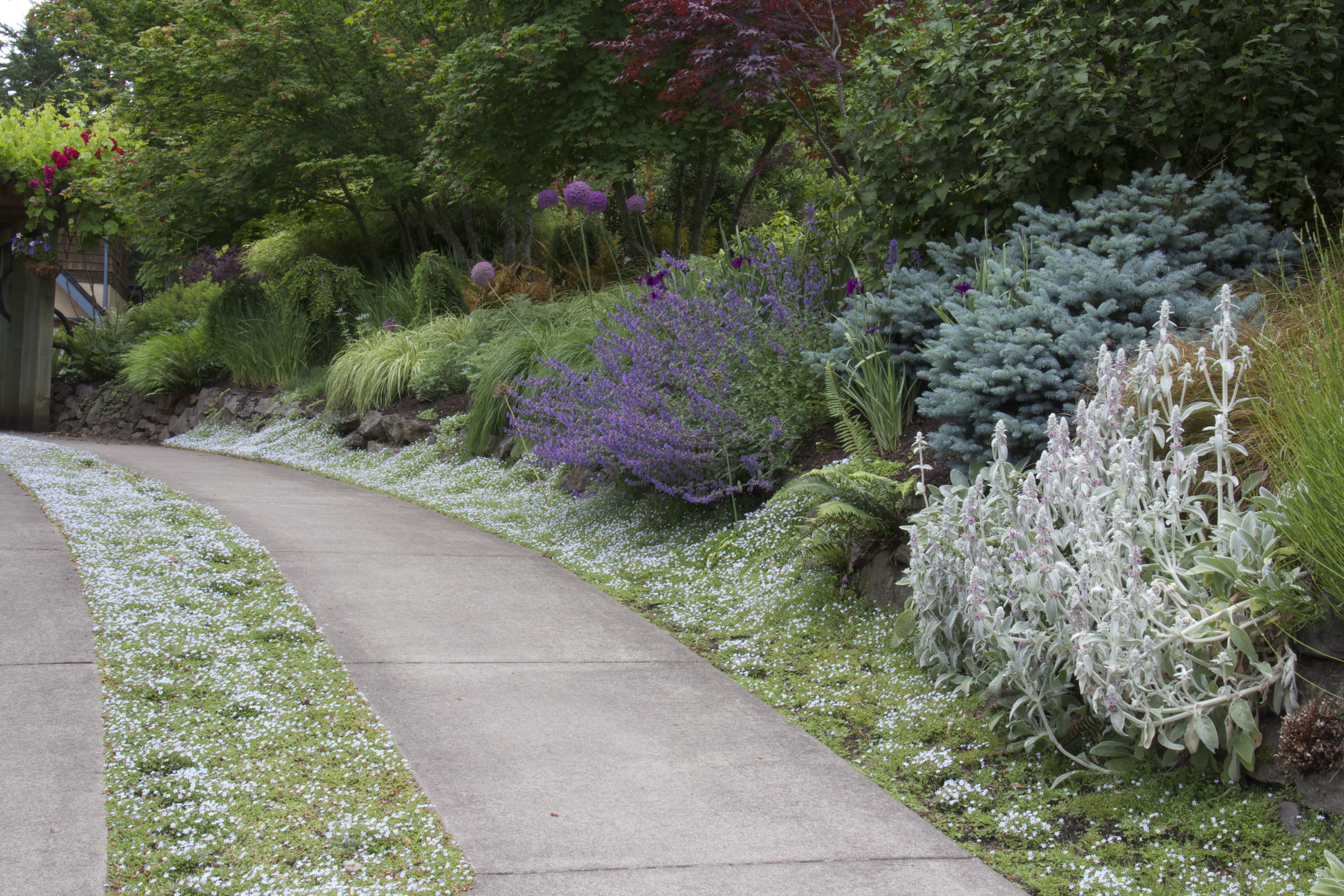 Another angle of this lovely, sloping driveway bed