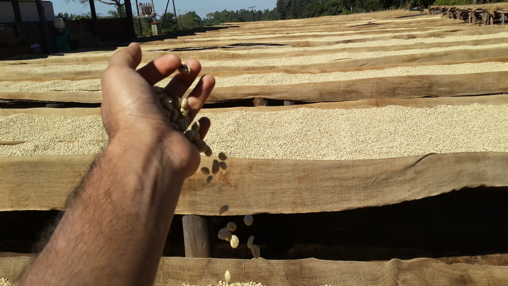 Sorting Coffee Beans