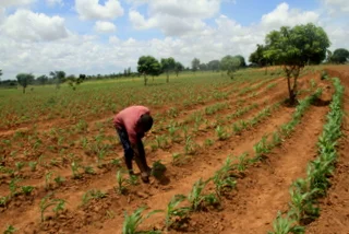 agriculture monitoring and evaluation c12 consultants