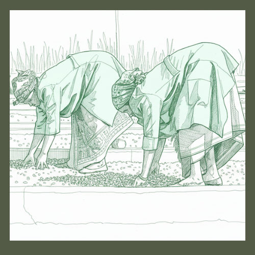 A detailed green line drawing of two people wearing traditional patterned wraps, bent low and touching the soil with their hands. They appear to be planting seedlings or tending crops in an organized, terraced agricultural field.