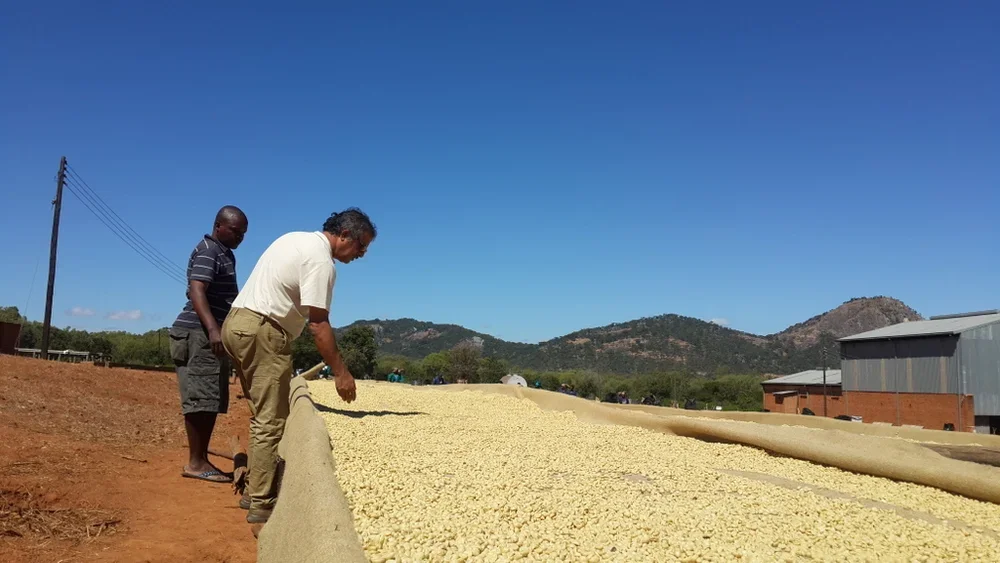 Coffee Grading:
The manager and his grading team at work (Ngapani estate)