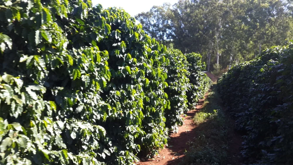 Coffee Rows:
Rows of beautiful coffee plants at Makoka Valley Estate
