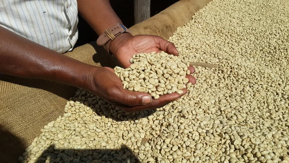 Sorting Through Coffee Beans:
Grading and drying coffee beans at Ngapani Pulpery