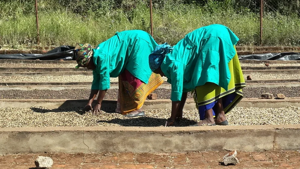 Sorting Coffee Husks:
Two workers sift through coffee husks at Chipale Estate