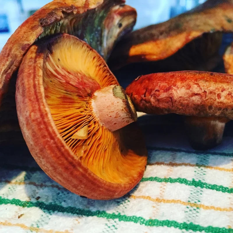 Fresh Pine Mushrooms