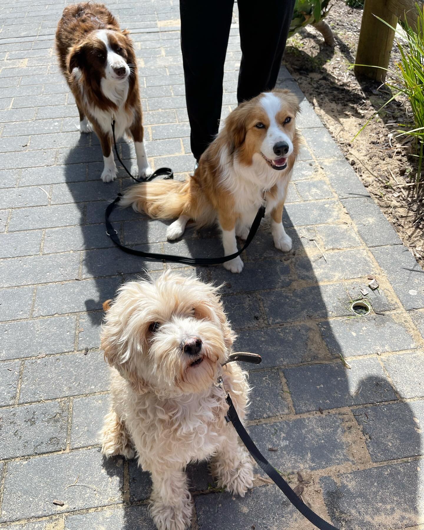 We took lilo and the girls for a lockdown walk for a coffee at the beach, no masks no social distancing🤦&zwj;♂️@toowoonbayhouse

#dogsofcharltonstreet #dogsoftoowoonbay #mydoglovescoffee #dogfriends