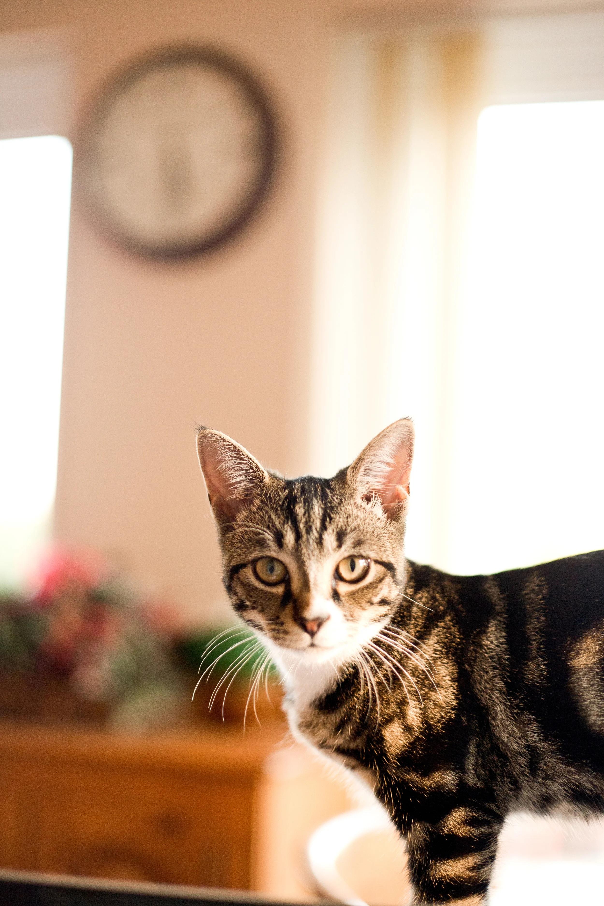 PETS007.jpg