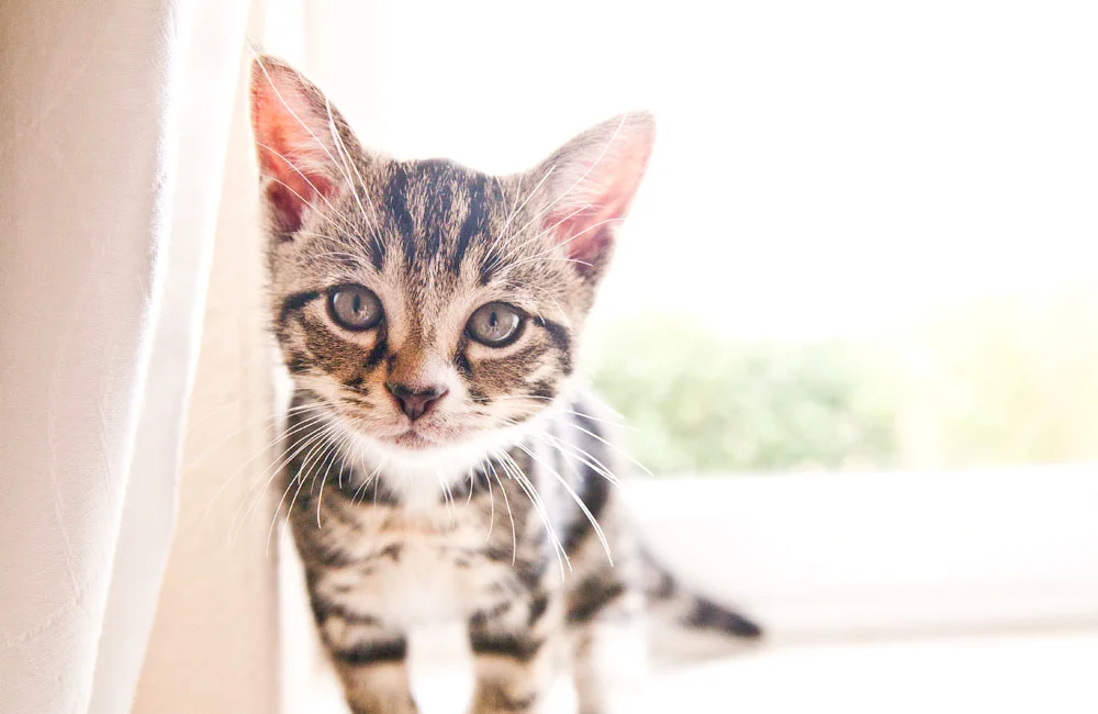 PETS002.jpg