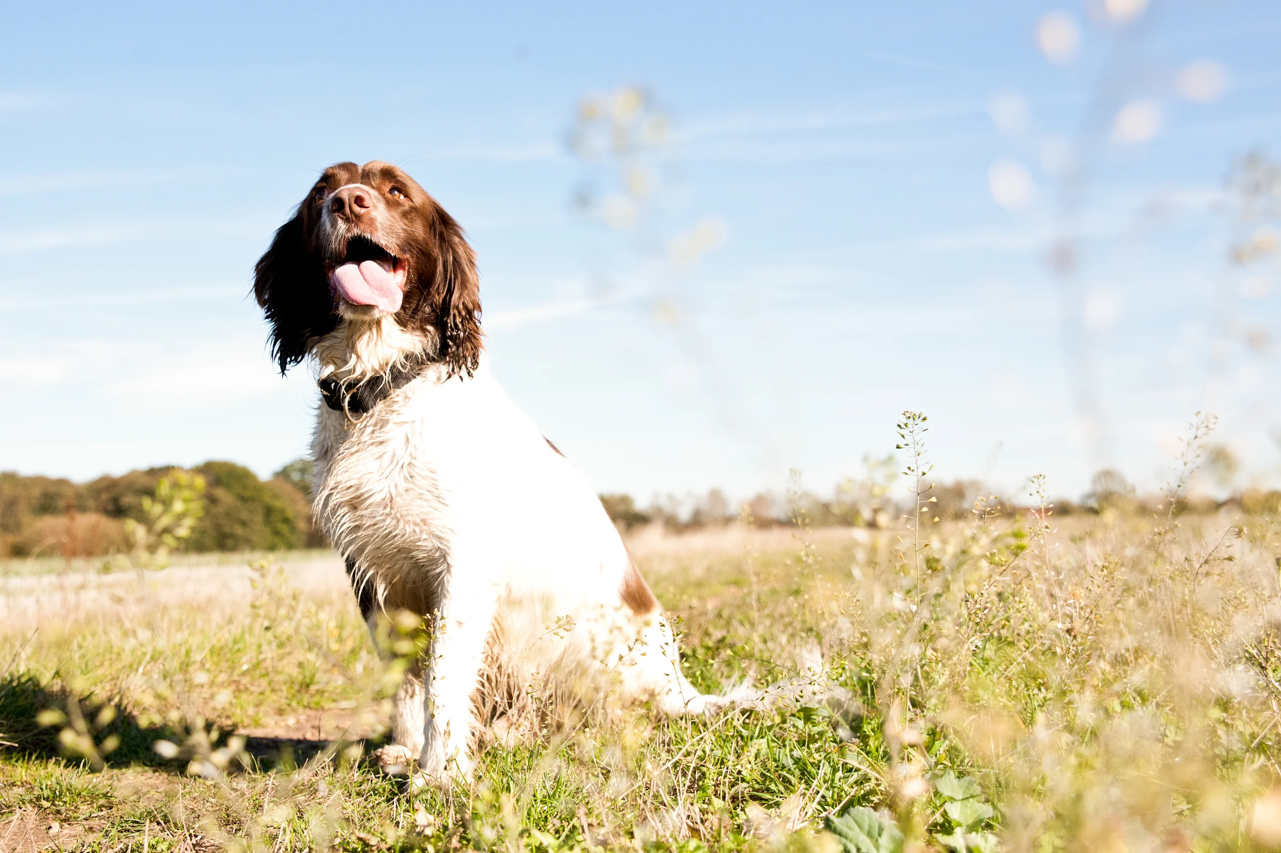 PETS009.jpg