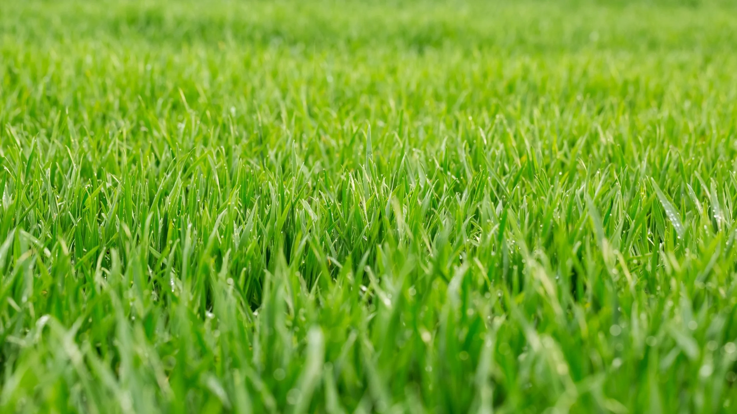 iStock-515011742.jpg