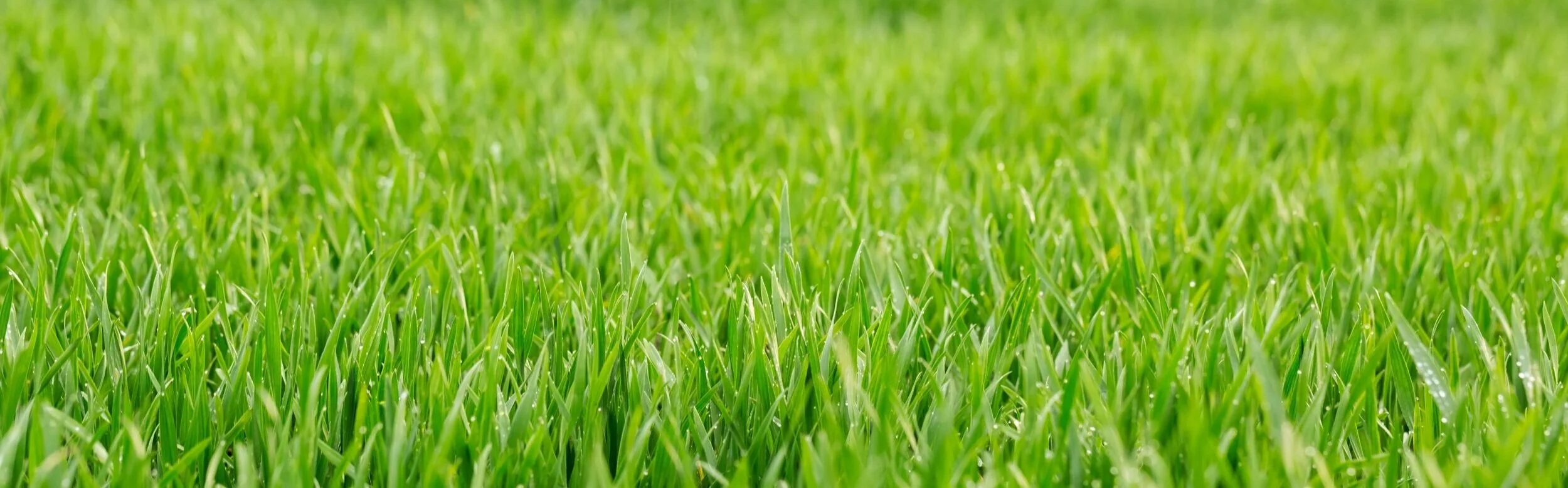 iStock-515011742.jpg
