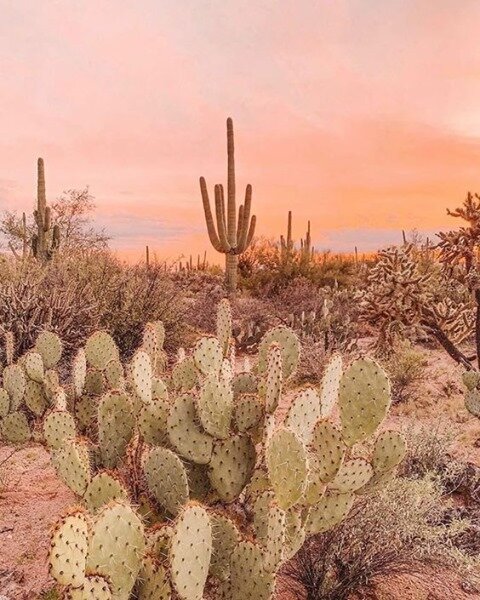 Who knew the desert could be so diverse and inspiring? The colors, shapes and textures of the desert are so changing. As the sun moves across the sky it all changes. 

#madeintucson #botanicallybasedskincare #plantbasedproducts #plantbasedskincare #m