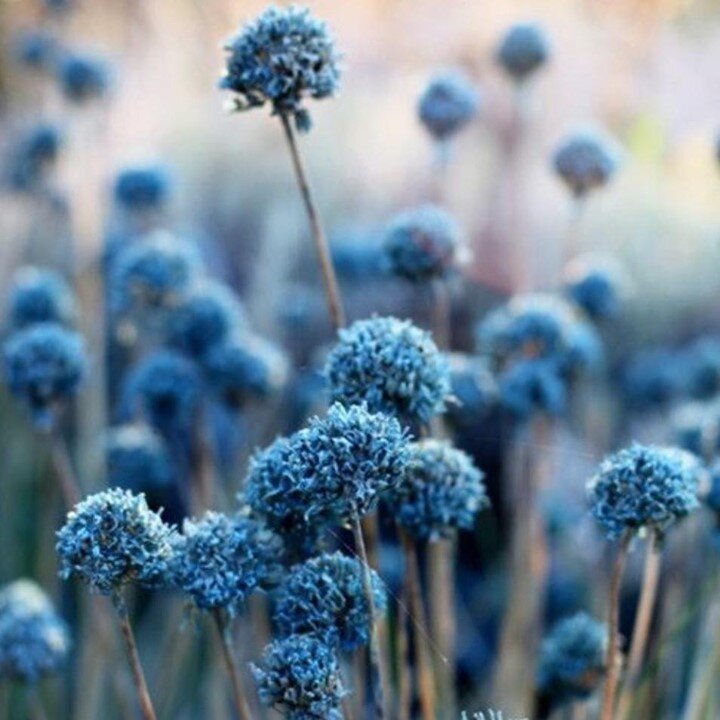 Bringing some beautiful blue into your life today. I am a huge fan of flowers. They&rsquo;re not just beautiful but have healing and therapeutic properties. Check out our plant based and flower based products @okologibotanik (link in bio!)

#botanica