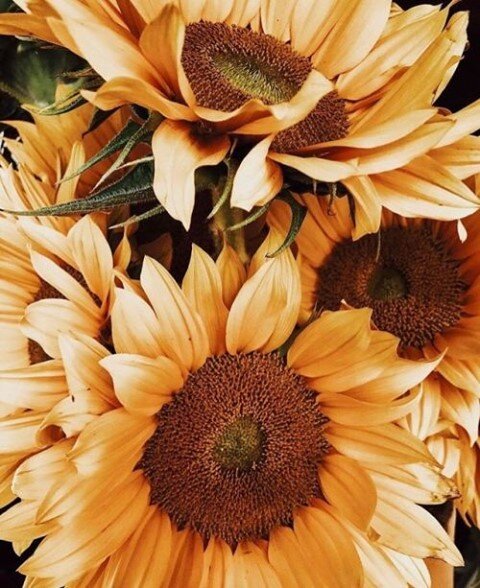 Is there anything more joy sparking than sunflowers? Their bright, shiny faces following the sun? If sunflowers had a personality, what would it look like? Enduring? Resilient? Positive? 
At @okologibotanik we use sunflower oil in many of our product