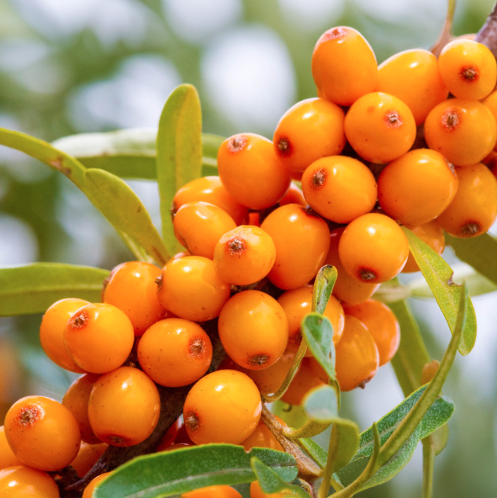 Why I am Fascinated by Sea Buckthorn Seed Oil 