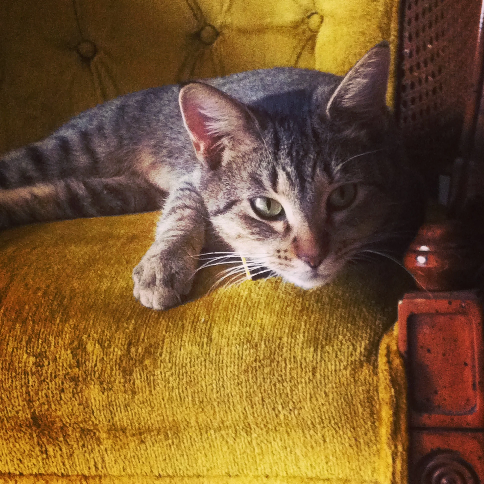 That's my baby! J. K. Meowling! 