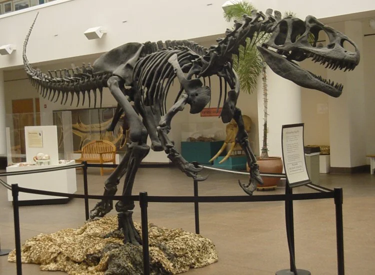 This is not a troglodyte. It's an Allosaurus. Source: Wikimedia Commons; public domain