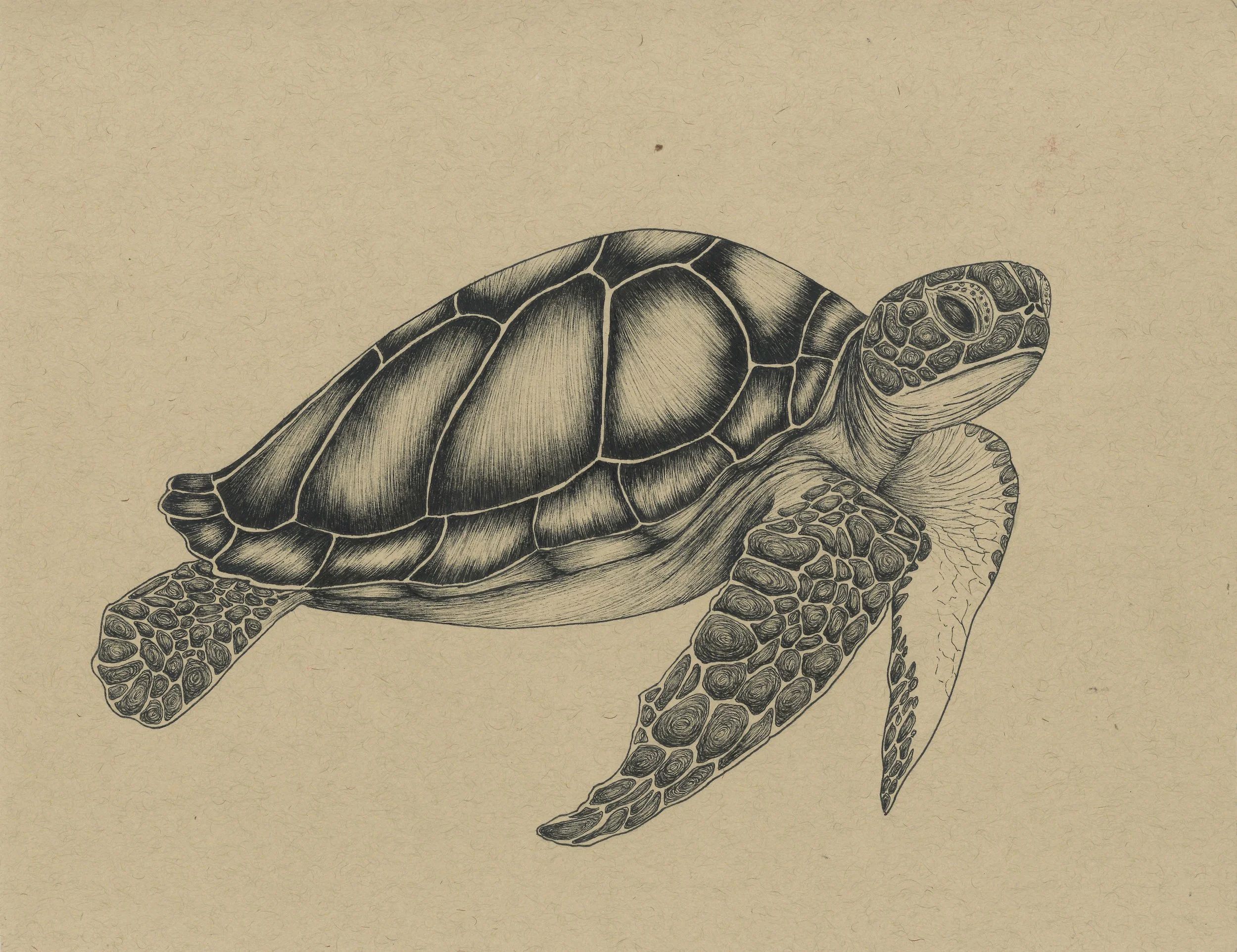 Pen & Ink
