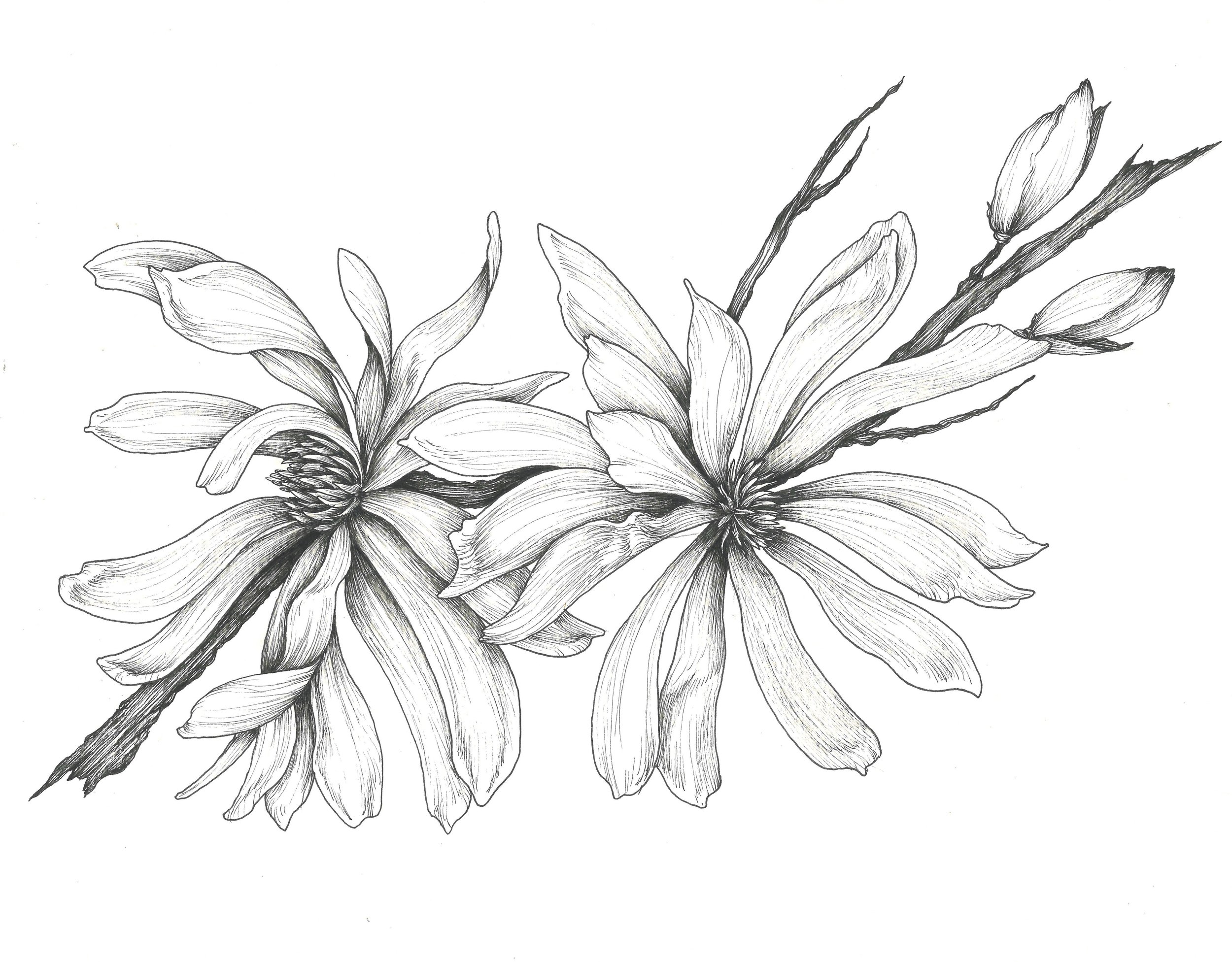 Pen & Ink
