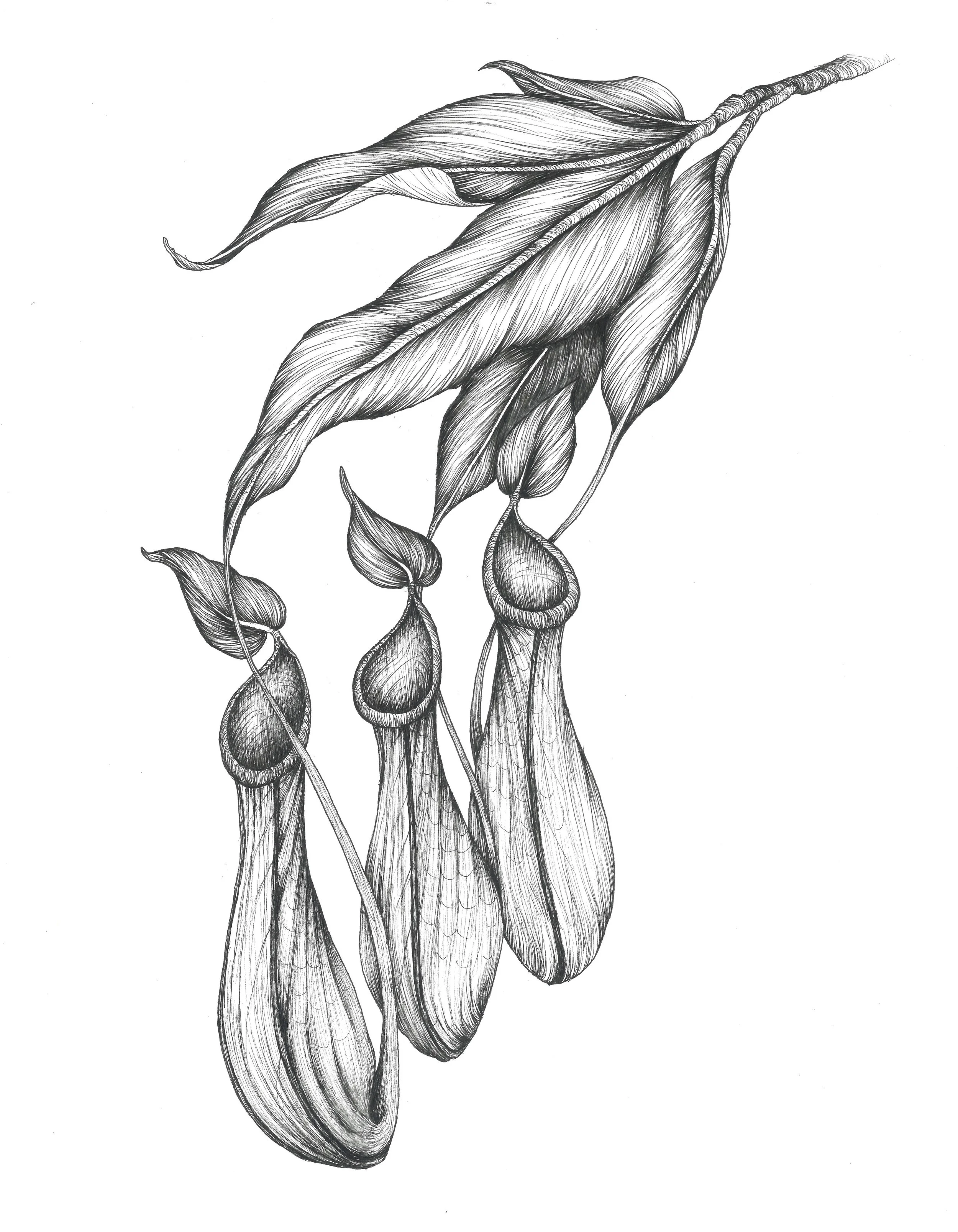 Pen & Ink