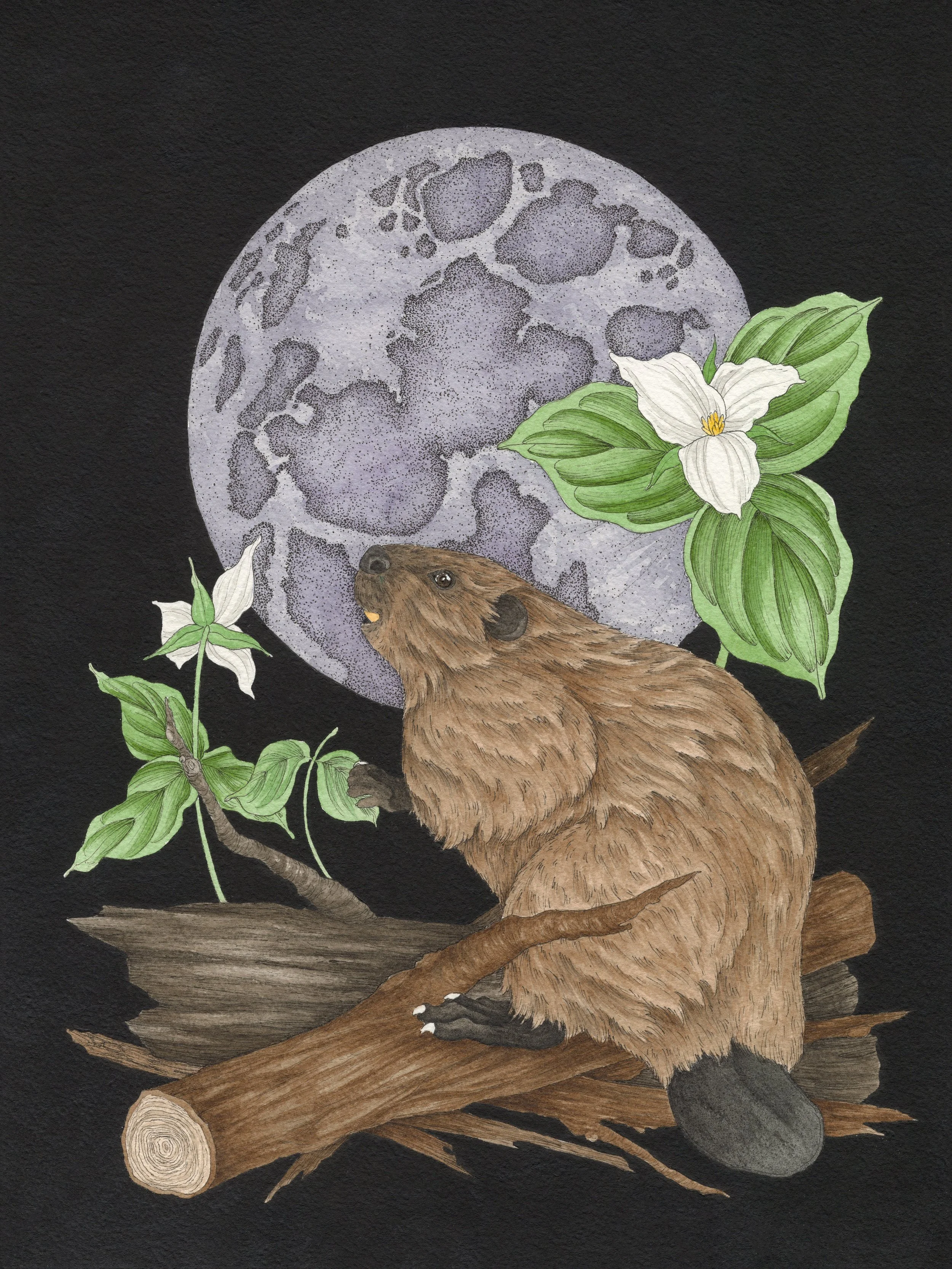 "Full Beaver Moon" Pen & Ink; Gouache; Watercolor