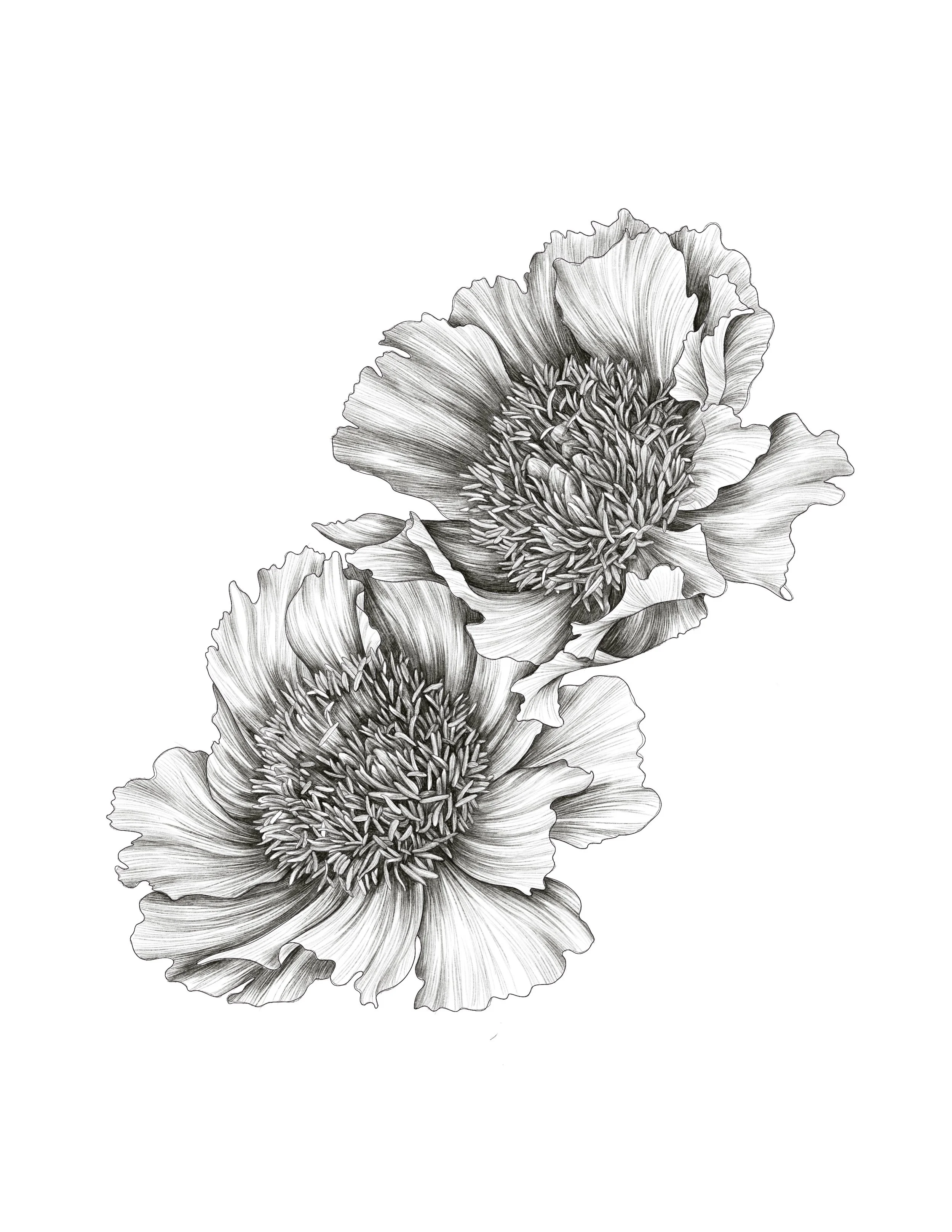 Digital Painting; Procreate
