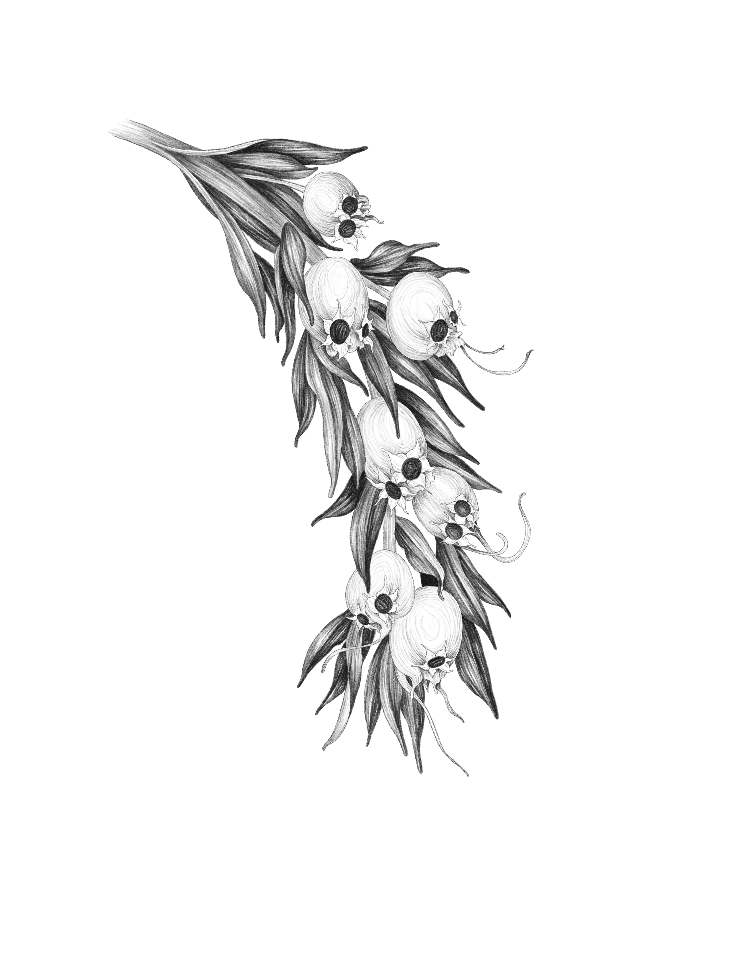 Digital Painting; Procreate