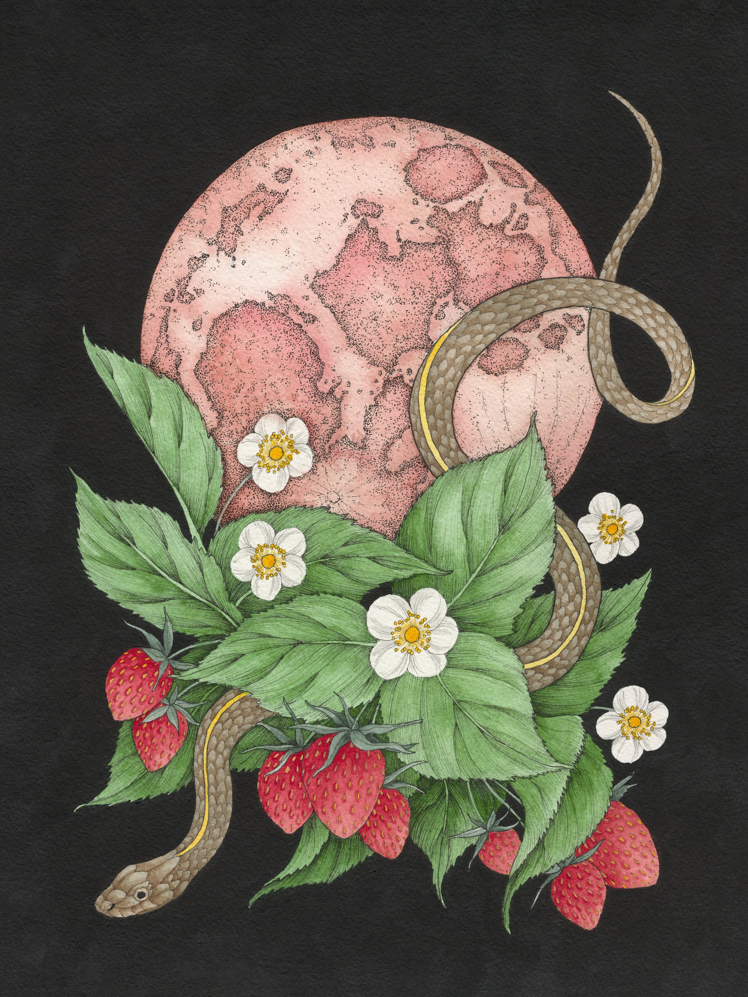 "Full Strawberry Moon" Pen & Ink; Gouache; Watercolor