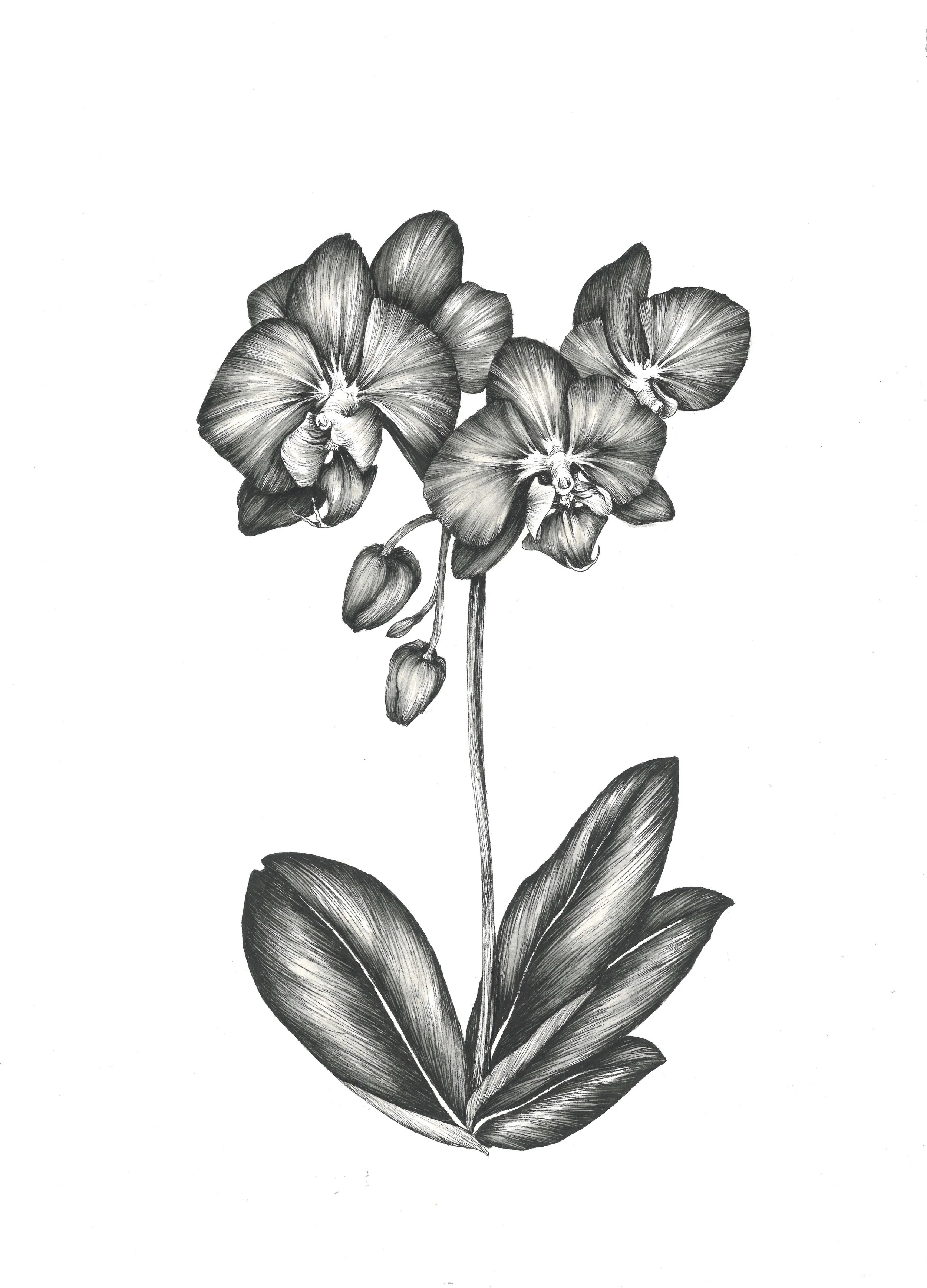 Pen & Ink; Watercolor