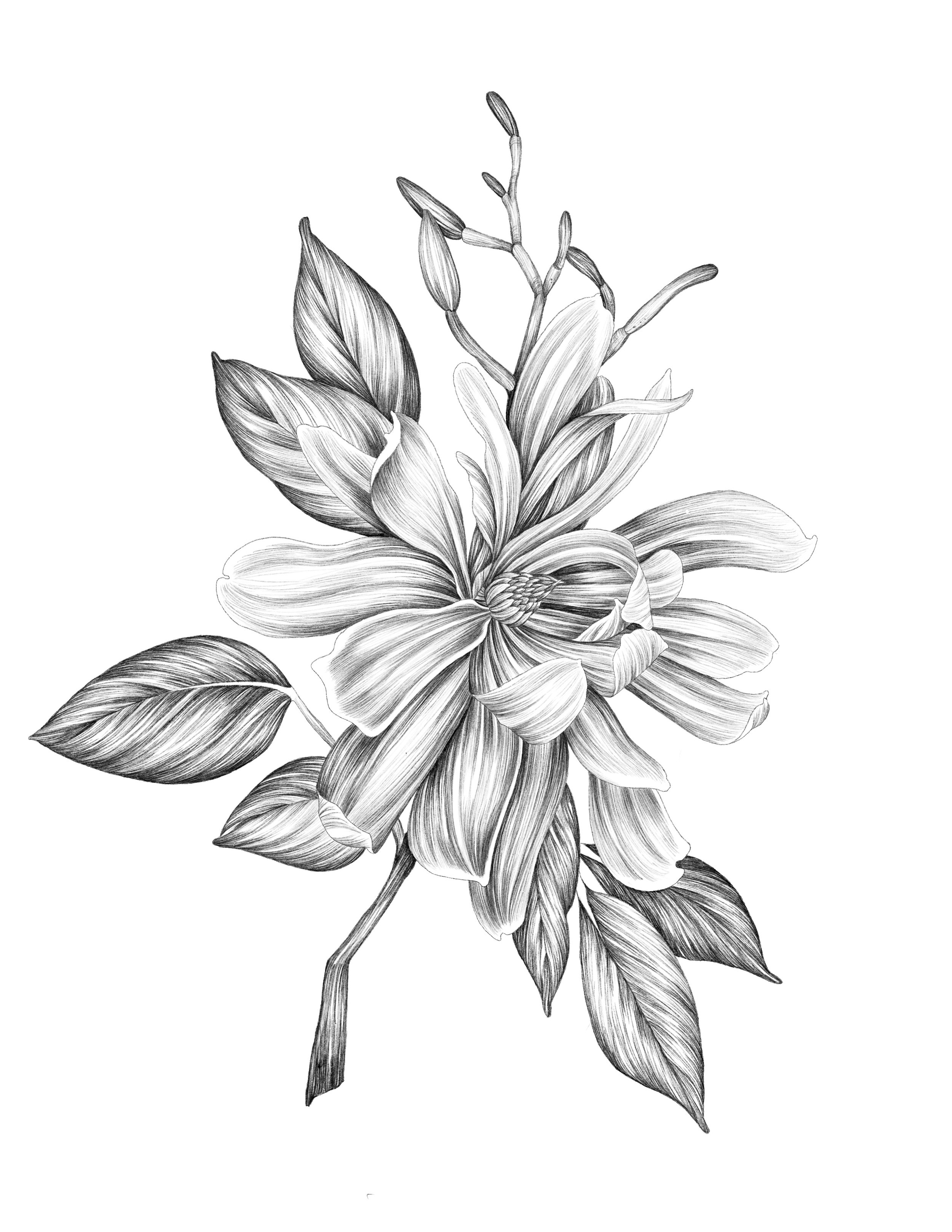 Digital Painting; Procreate
