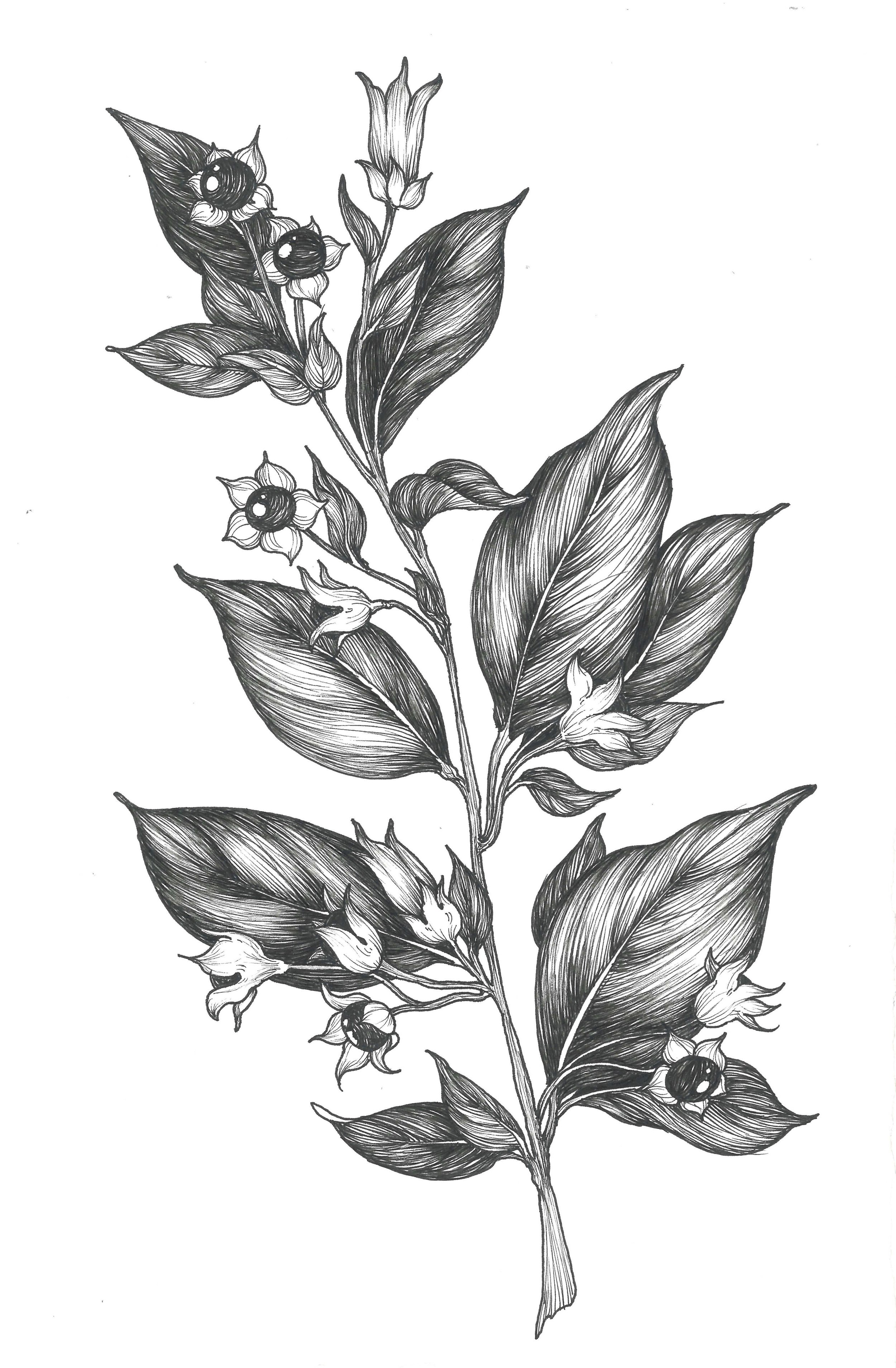 Pen & Ink