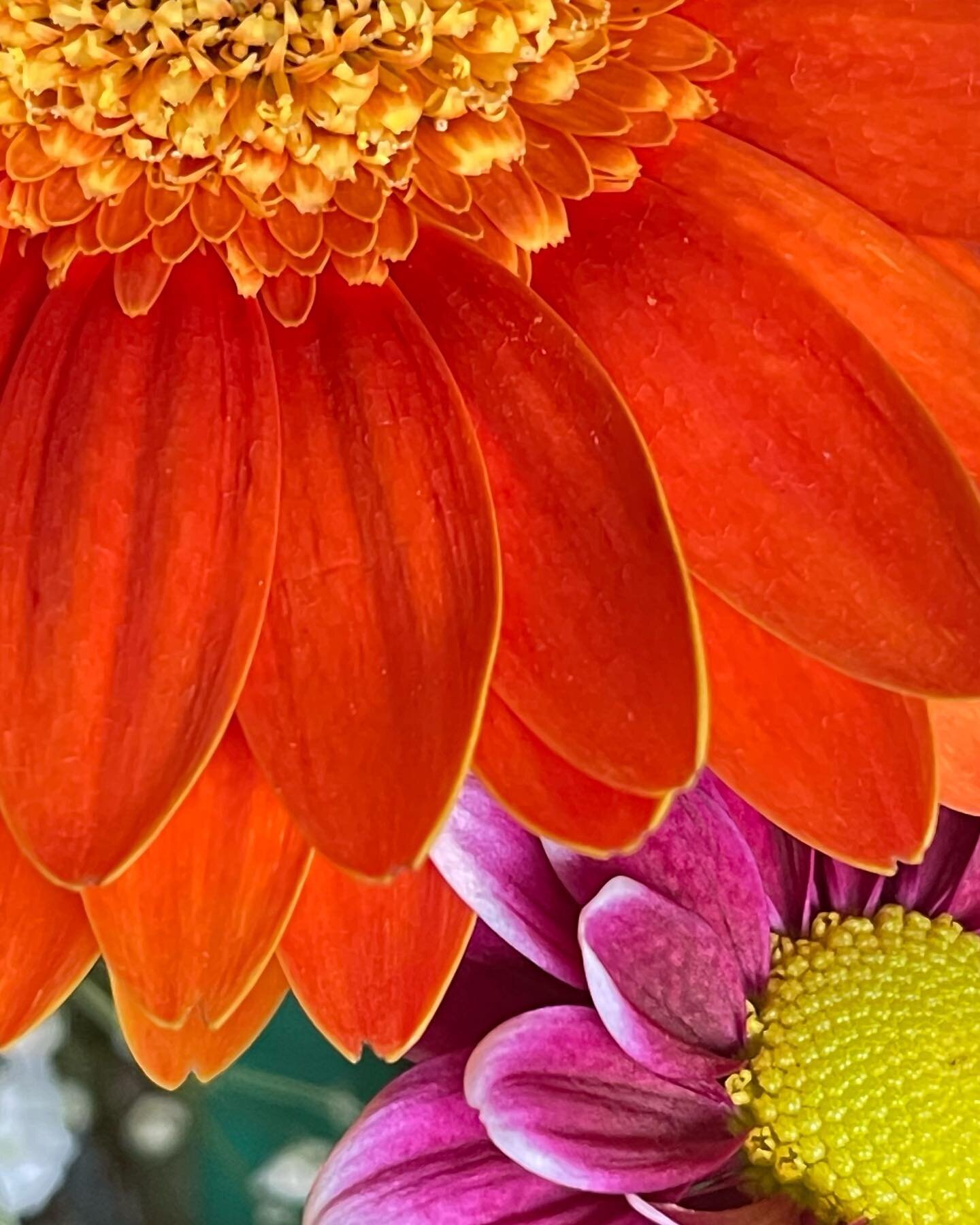 It&rsquo;s finally Spring in MN! Better late than never&hellip;🤷&zwj;♂️ says &hellip;
.
.
#flowers #shotoniphone #mn #color #closeupphotography /#close #macrophotography #apple #vibrant #nature #naturephotography #spring #beautiful #simple #flowers 