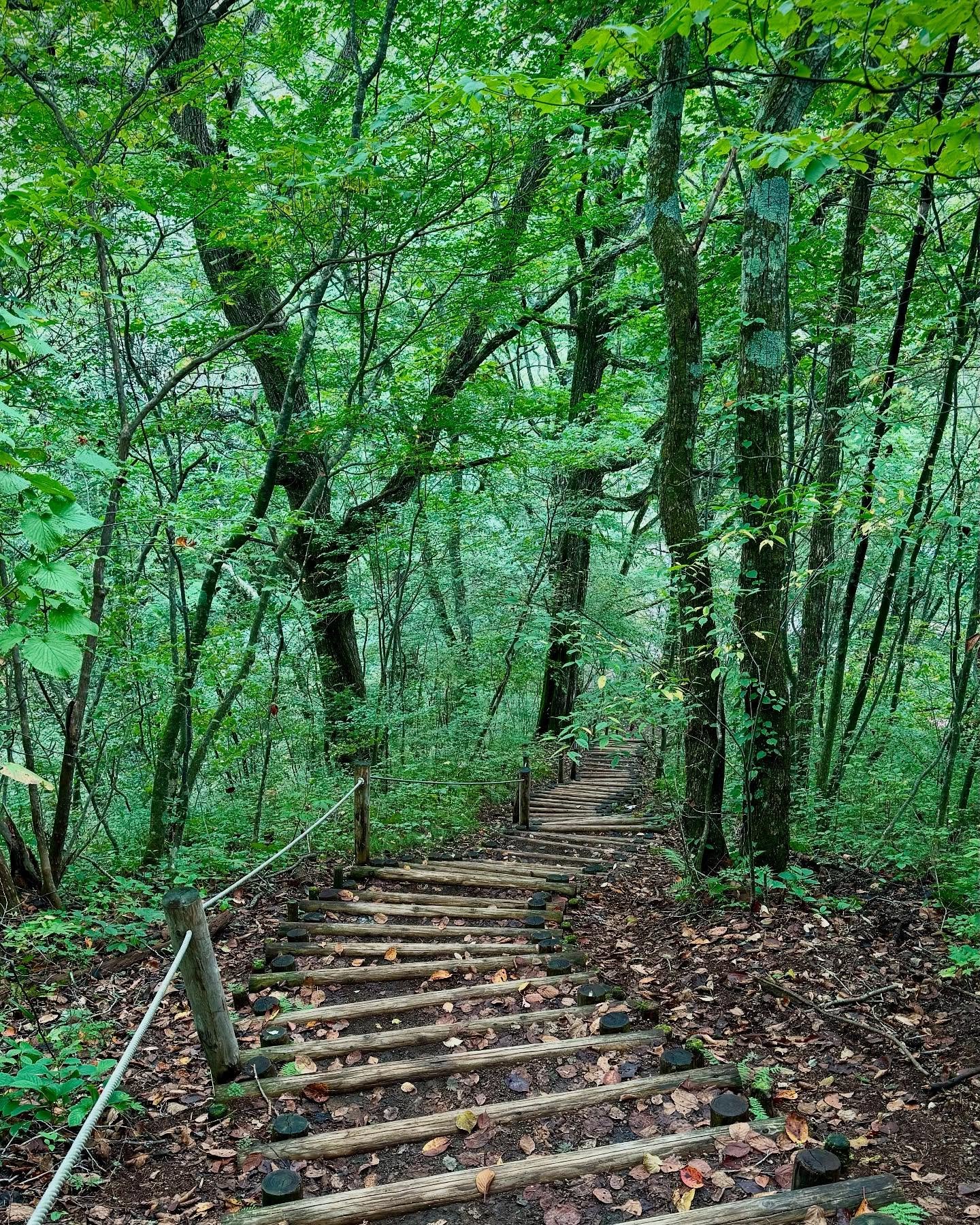Path less travelled &hellip;.can be lonely and scary sometimes but an adventure always &hellip;.says CB! 😊✌️

.
.
#naturephotography #nature #naturetherapy #trees #outdoors #path #steps #green #japan  #karuizawajapan #asia #hike #sonya7iv #sonyphoto