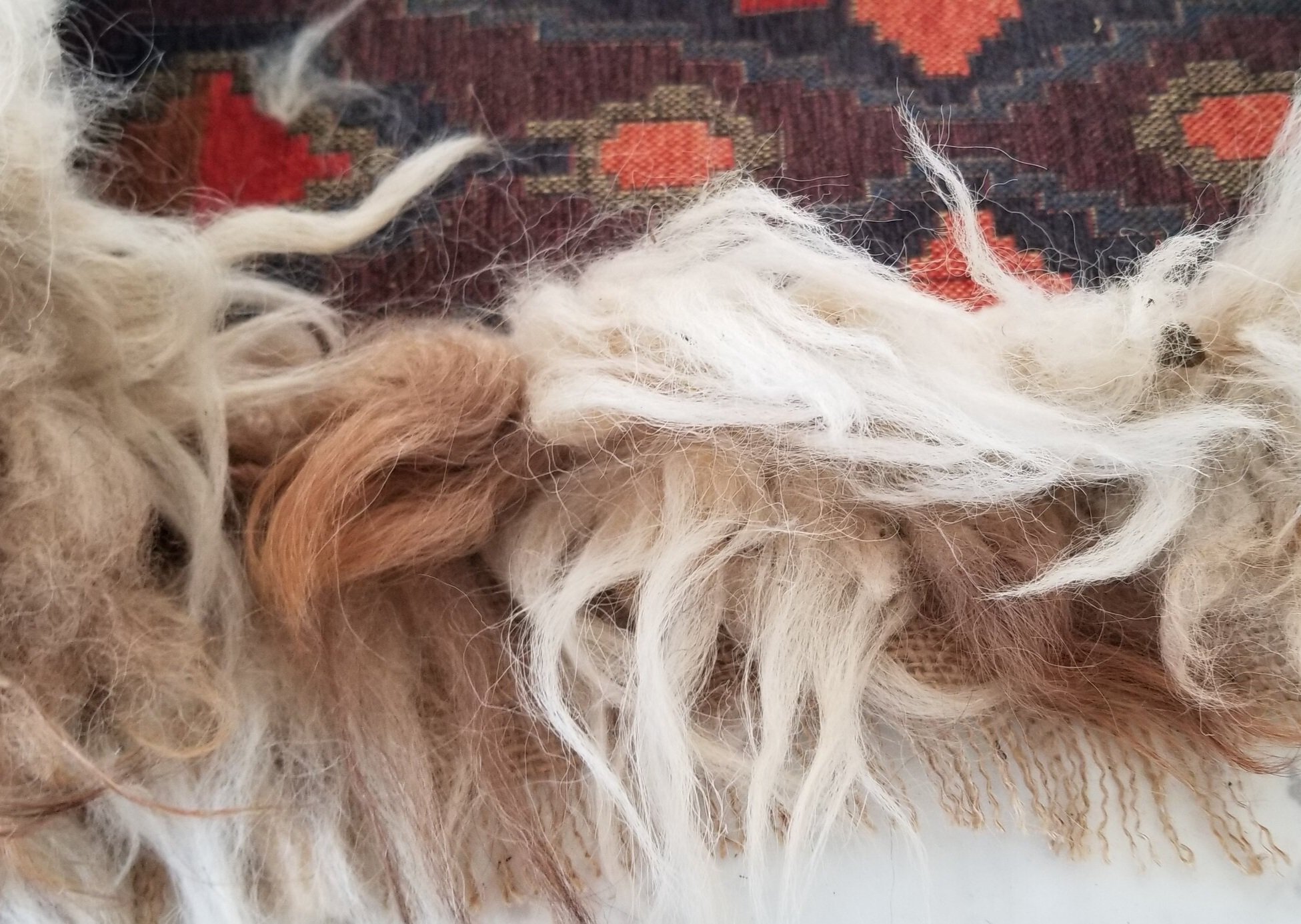 Hemline with raw Churro sheep's wool