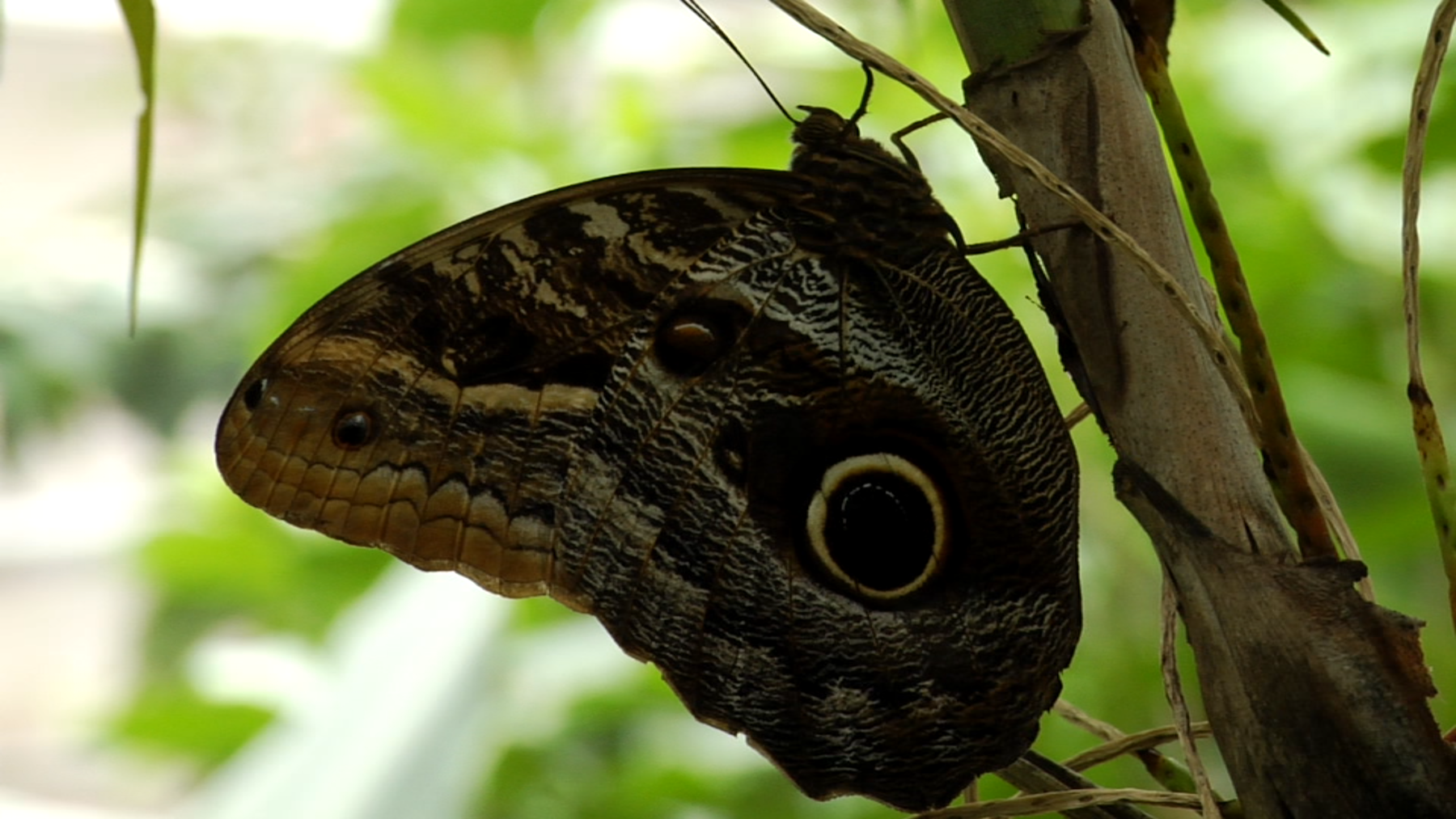 The Butterfly Pavilion | Promotional Video
