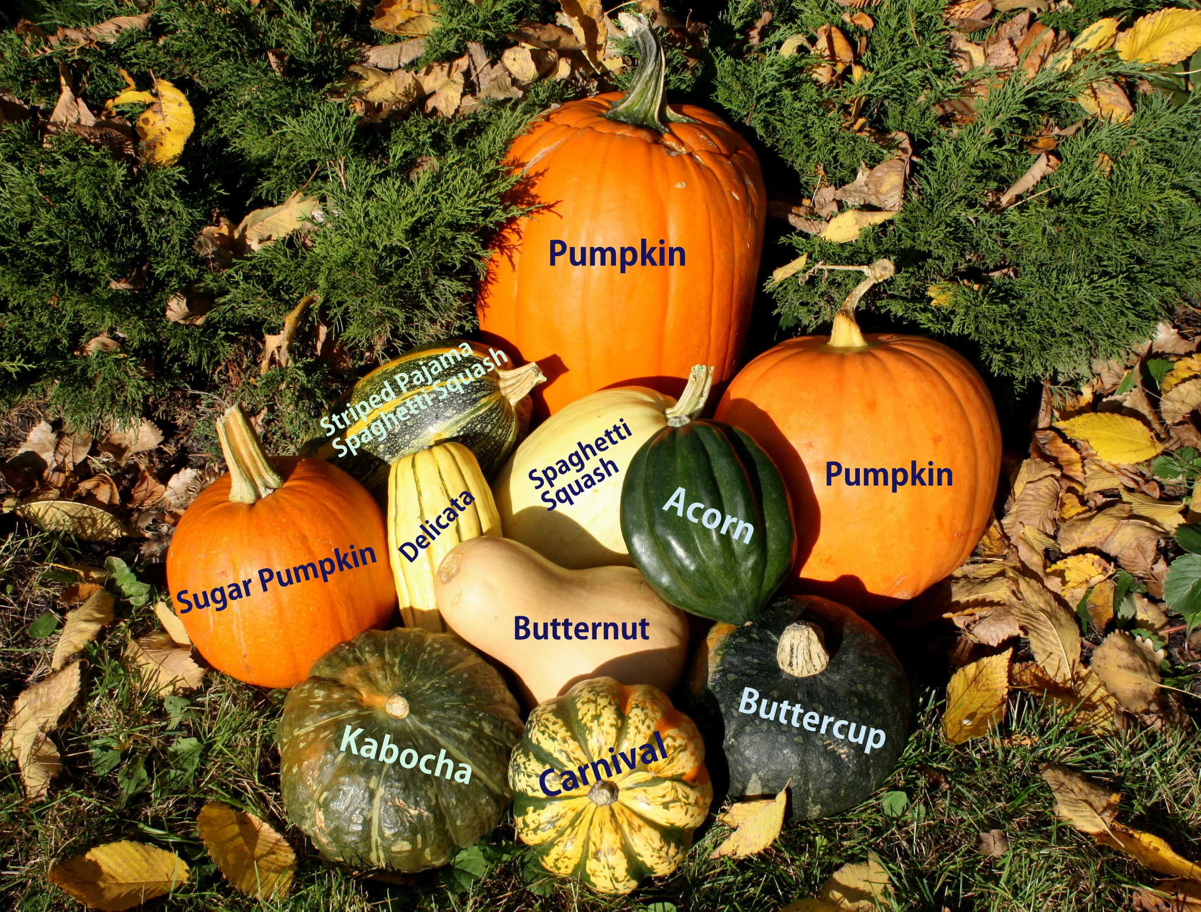 For the Love of Squash! 