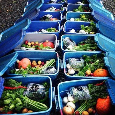 3 Barriers this Dietitian Overcame to Finally Join a CSA