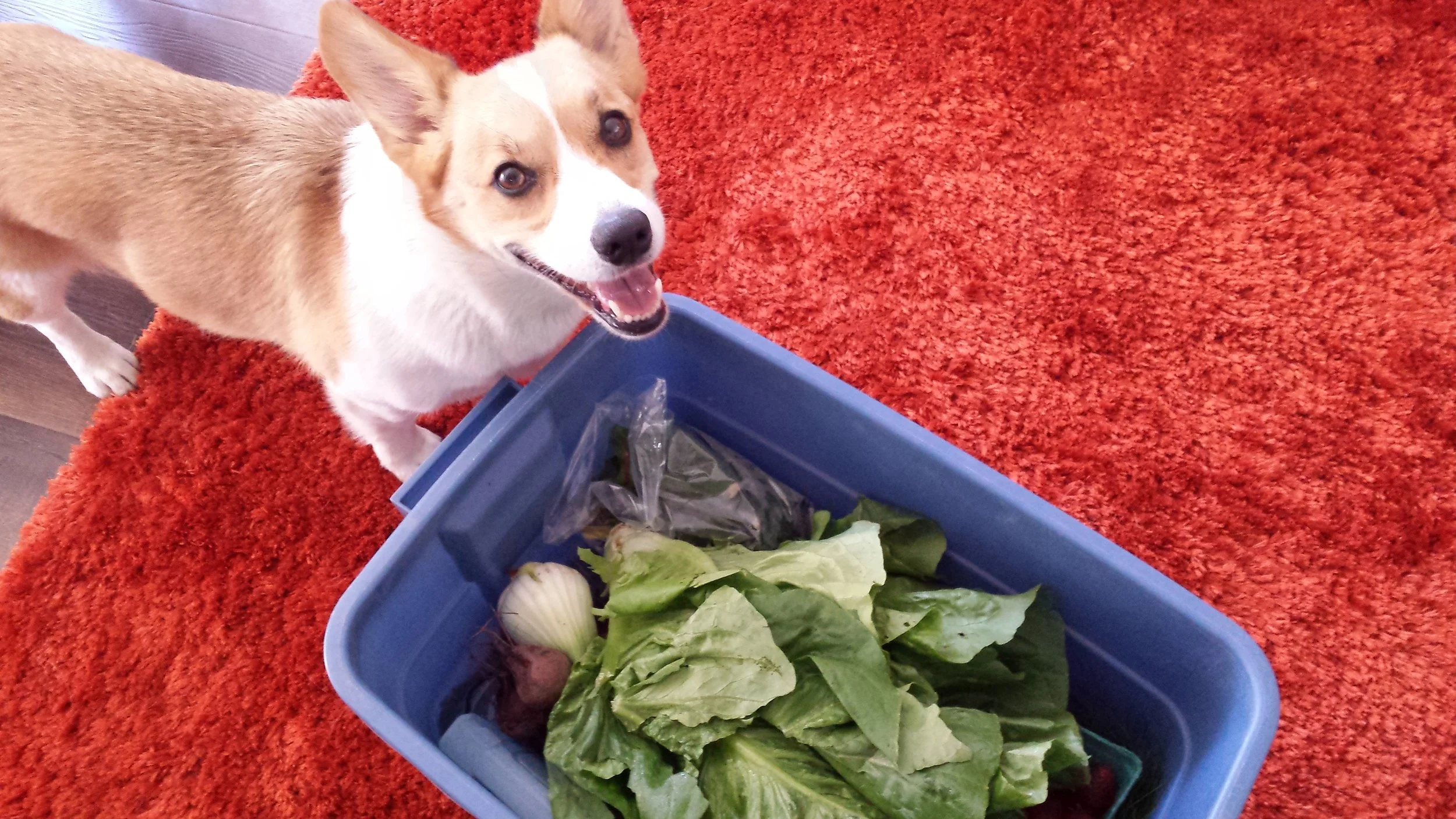 This Week's CSA - Week 2!