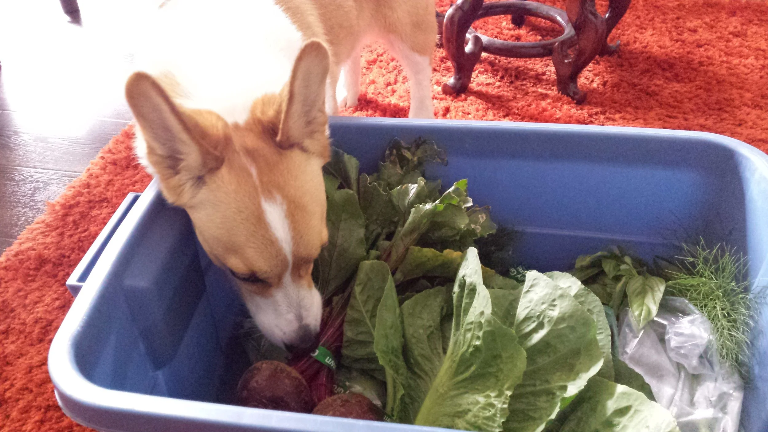 This Week's CSA - Week 4!