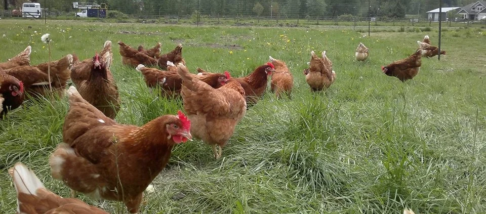 Rehoboth Farms in Chilliwack