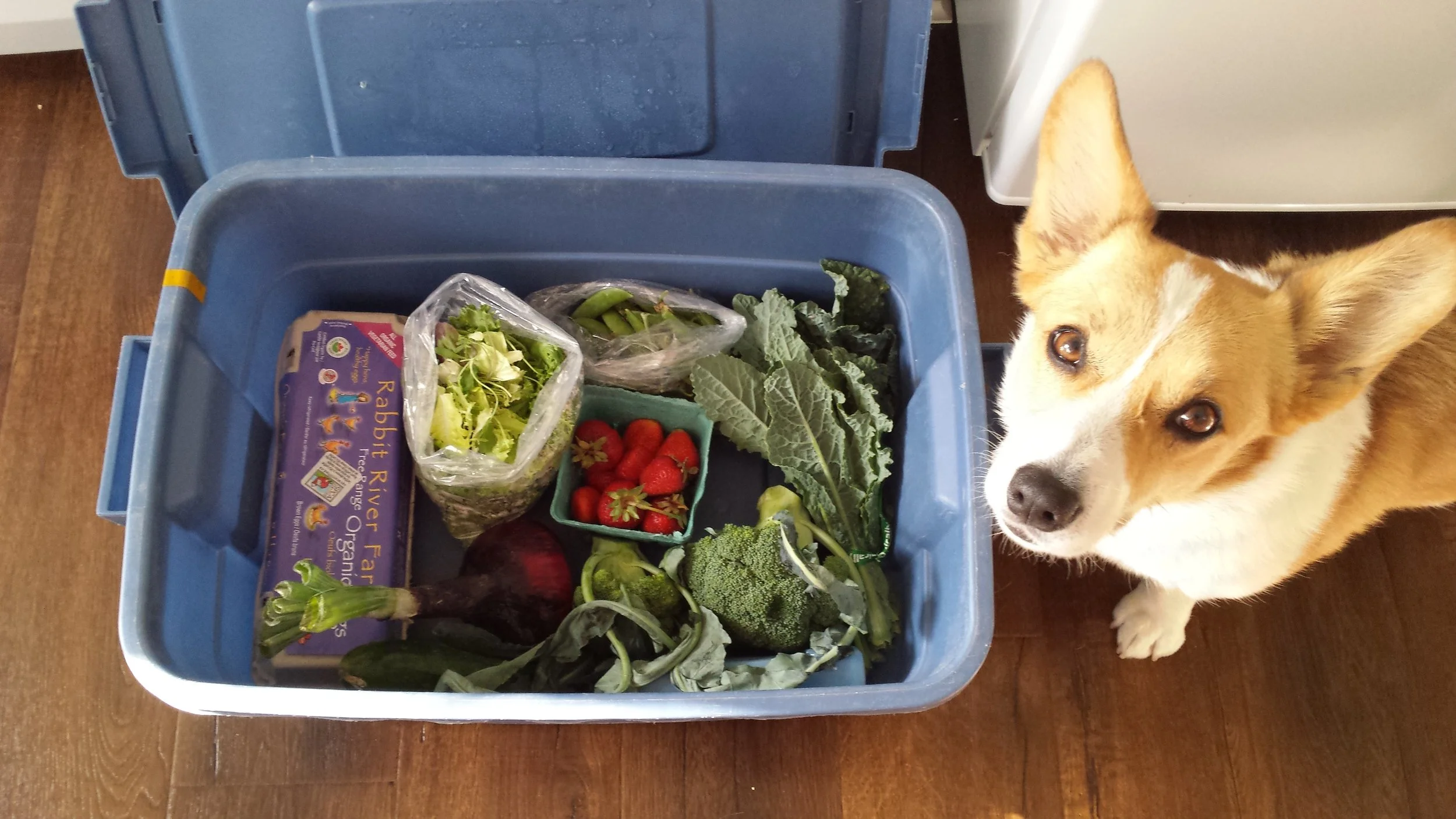 Abby Week 6 Box.jpg