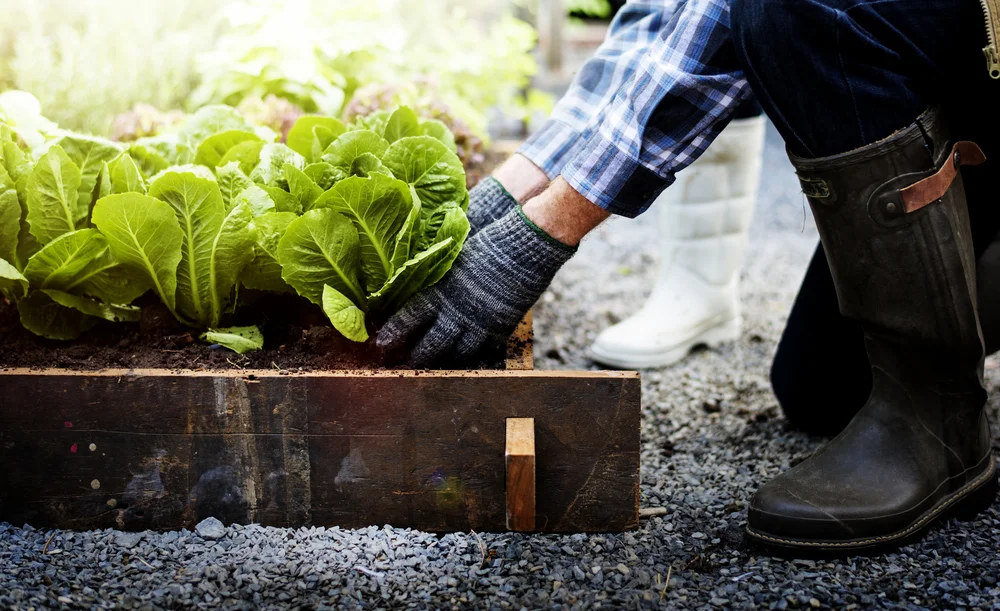 Vegetable Garden.jpg