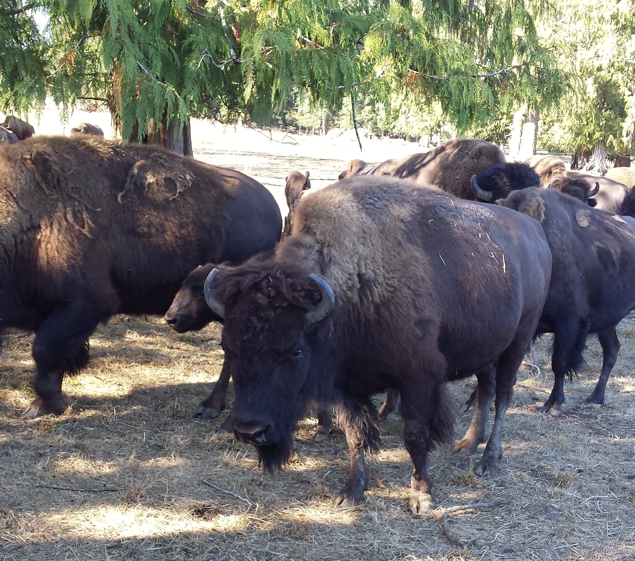 Bison.jpg