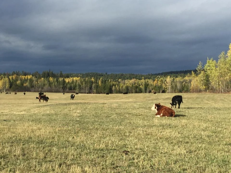 Zx Ranch Cattle The Grass IS Greener at XY Ranch — Food Yourself