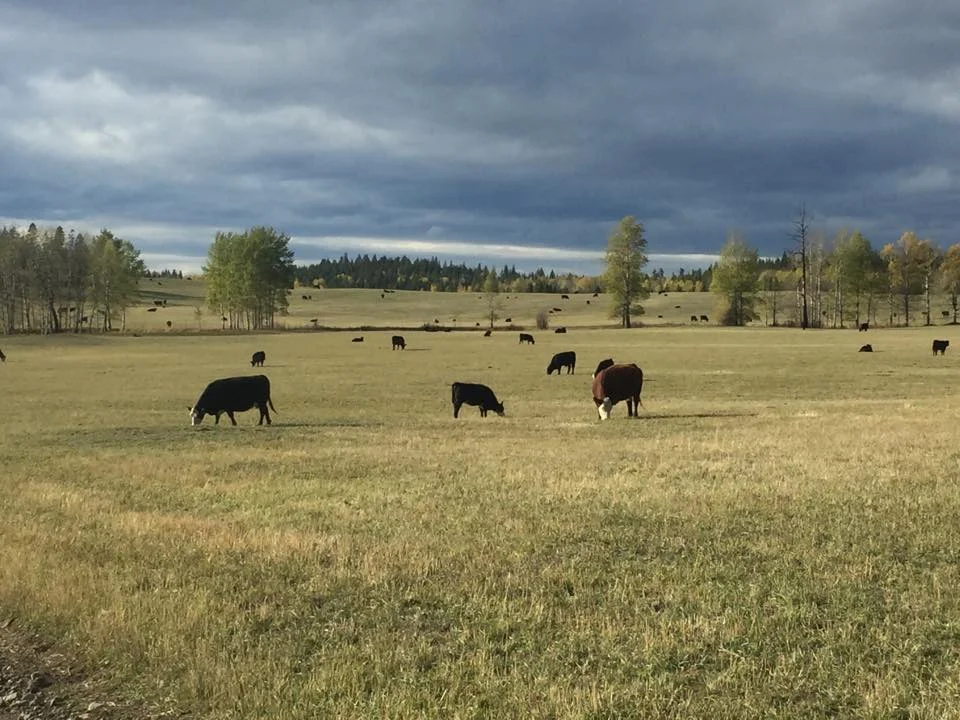 The Grass IS Greener at XY Ranch