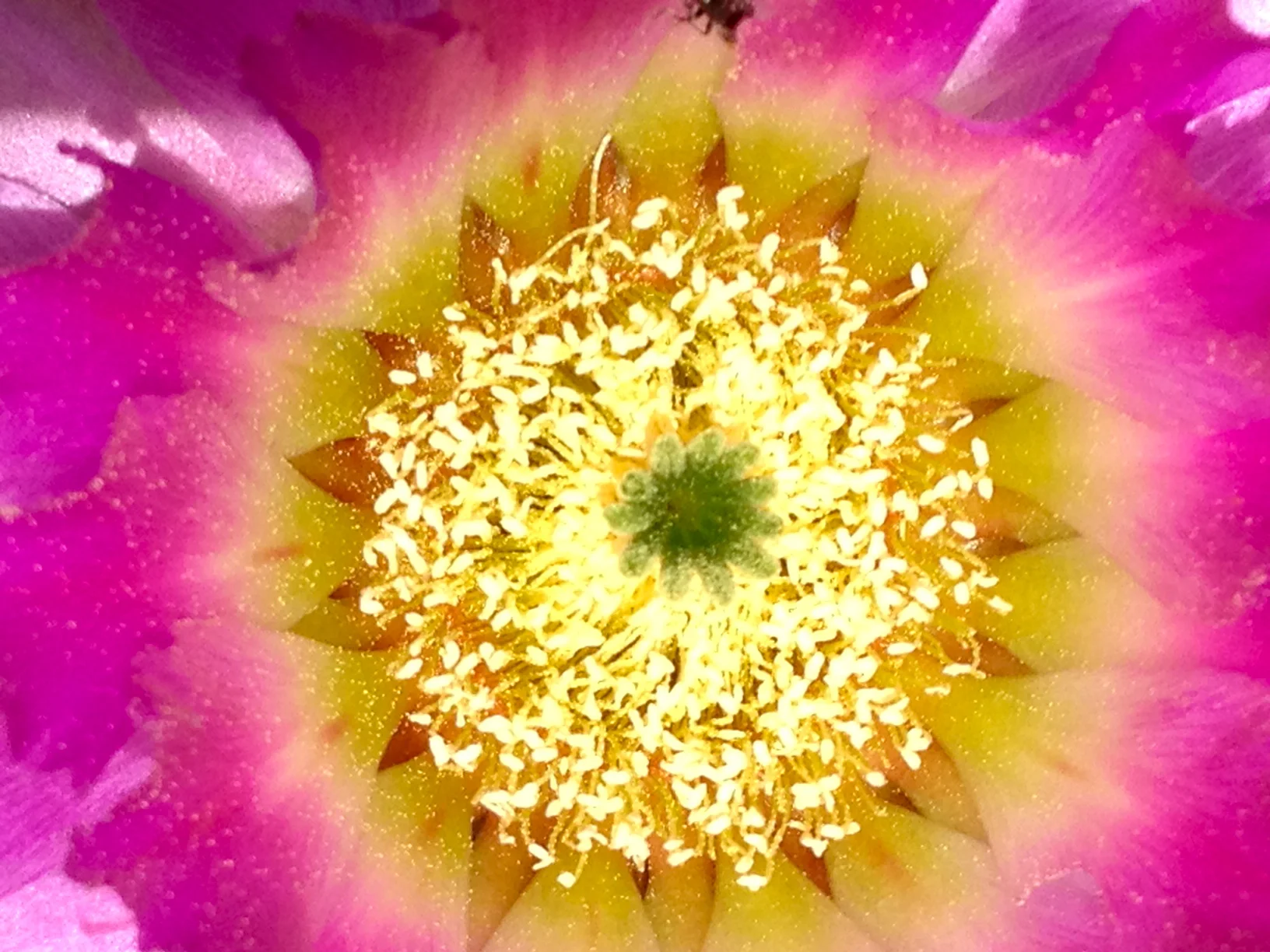 Flower Essence Readings with Camilla Blossom