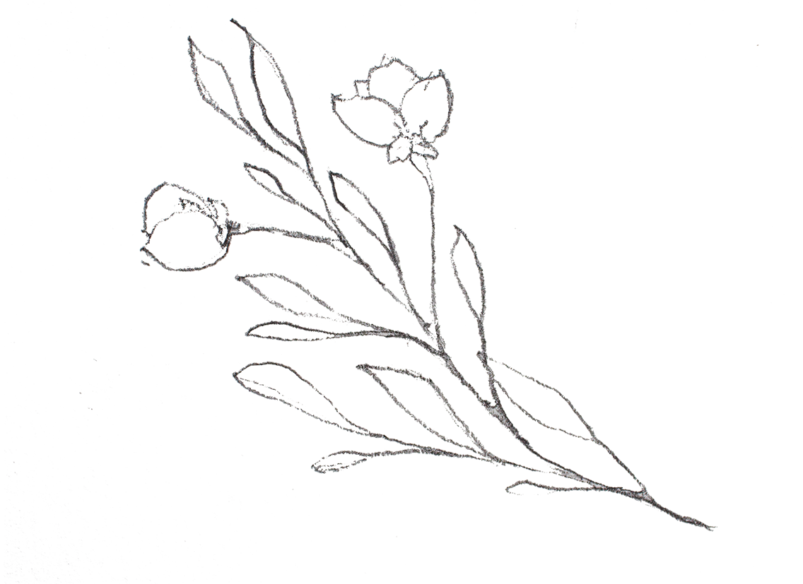 floral-sketch-01 - Copy-web.png